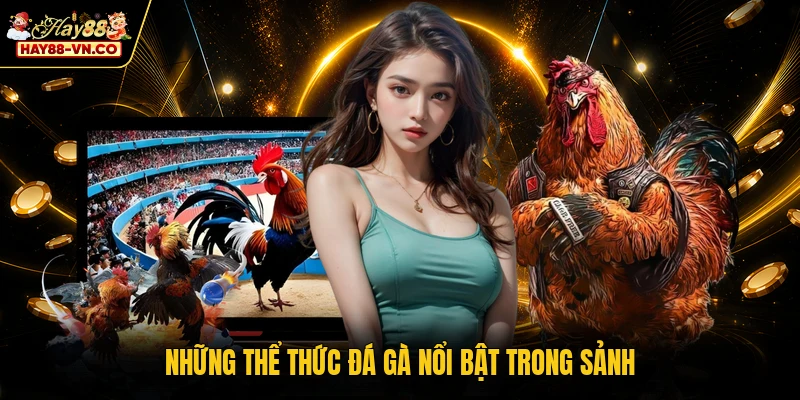 Những thể thức đá gà nổi bật trong sảnh